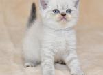 Whitney - Scottish Straight Cat For Sale - NY, US