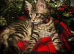 Maine Coon  Kittens - Maine Coon Kitten For Sale - East Taunton, MA, US