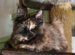 Paisley - Maine Coon Cat For Sale - Santa Maria, CA, US