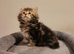 Bella - Siberian Cat For Sale - Chelsea, MA, US