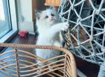 Cute boy - Ragdoll Cat For Sale - State College, PA, US