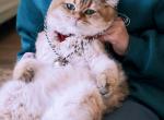 Happurr kitty WaitingList - British Shorthair Kitten For Sale - 