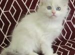 Sophia - Ragdoll Cat For Sale - Little Rock, AR, US