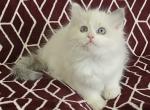 Joy - Ragdoll Cat For Sale - Little Rock, AR, US