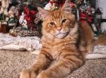 Enzo - Maine Coon Cat For Sale - Plainfield, IN, US