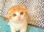 Candy - Scottish Fold Cat For Sale - New York, NY, US