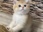 Golden British ny12 - British Shorthair Cat For Sale - 