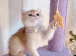 Riana - British Shorthair Cat For Sale - Staten Island, NY, US