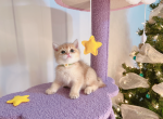 Henry - British Shorthair Cat For Sale - Staten Island, NY, US