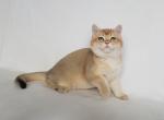 Gorge - British Shorthair Cat For Sale - Brooklyn, NY, US