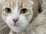 Lala - Scottish Fold Cat For Sale/Retired Breeding - 