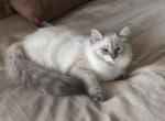 Ryder - Siberian Cat For Sale - North Port, FL, US