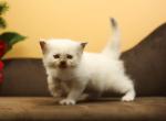 Ldalia CFA certified - Siberian Cat For Sale - Ashburn, VA, US