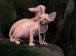 Mary - Sphynx Cat For Sale - Vernon Hills, IL, US