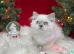 Irvin - Scottish Straight Cat For Sale - Vancouver, WA, US