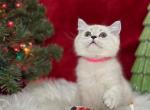 Ilsa - Scottish Straight Cat For Sale - Vancouver, WA, US