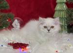 Ivy - Scottish Straight Cat For Sale - Vancouver, WA, US