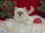 Inky - Scottish Straight Cat For Sale - Vancouver, WA, US