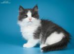 Igor - Munchkin Cat For Sale - Hollywood, FL, US