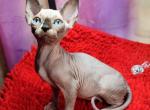 Narciss - Sphynx Cat For Sale - Norwalk, CT, US