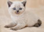 Westa - Scottish Straight Cat For Sale - Pembroke Pines, FL, US