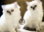 Hazels New Years Litter - Himalayan Cat For Sale - Tampa, FL, US