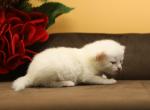 Neva CFA certified - Siberian Cat For Sale - Ashburn, VA, US