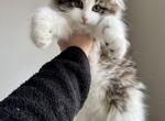 Maine Coon Siberian Mix Kitten - Maine Coon Cat For Sale - Beach Park, IL, US