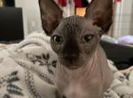 T Litter A - Sphynx Cat For Sale - Canton, GA, US