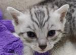 Egyptian Mau female - Egyptian Mau Cat For Sale - Franklin, NC, US