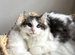 RESERVED Maine Coon Siberian mix Male - Maine Coon Cat For Sale - Beach Park, IL, US