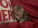 Izzy's Kittens 3 - Scottish Fold Cat For Sale - Tampa, FL, US