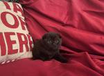 Coco's Liter - Scottish Fold Cat For Sale - Tampa, FL, US