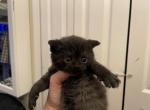 Coco's Liter 2 - Scottish Fold Cat For Sale - Tampa, FL, US