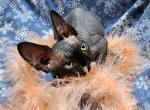 Elvira - Sphynx Cat For Sale - Mundelein, IL, US