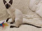 Germes - Oriental Cat For Sale - Norwalk, CT, US