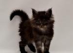 Vitas - Maine Coon Cat For Sale - Norwalk, CT, US