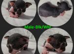 Male Black and White - Sphynx Cat For Sale - CO, US