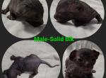 Male Solid Black - Sphynx Cat For Sale - CO, US