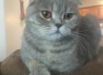 Gylfie - Scottish Fold Cat For Sale/Retired Breeding - Denver, CO, US