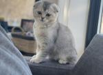 Bruno - Scottish Fold Cat For Sale - Prior Lake, MN, US