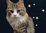 S littles - Munchkin Cat For Sale - Sullivan, MO, US