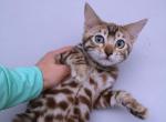 Simba - Bengal Cat For Sale - Norwalk, CT, US