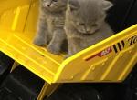 Toulouse - British Shorthair Cat For Sale - Brookline, MA, US