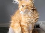 MALEVICH - Maine Coon Cat For Sale - Pensacola, FL, US