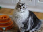 Silver kitten 6m old - Maine Coon Cat For Sale - Bridgewater Township, NJ, US