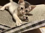 Assa - Abyssinian Cat For Sale - Brooklyn, NY, US