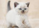 Westa - Scottish Straight Cat For Sale - Los Angeles, CA, US