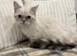 Marley - Ragamuffin Cat For Sale - Ava, MO, US