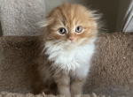 Leo - Scottish Fold Cat For Sale - Bayville, NJ, US